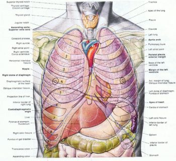 Organs of thorax School For Experiential Education Organs of thorax School For Experiential Education