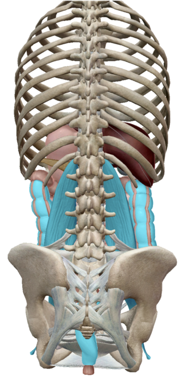 Colon-and-Psoas-from-Back - School for Experiential Education